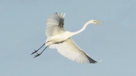 White-Heron-Wings-Spread-DSC_1391.jpg