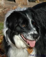 Brodie1.jpg