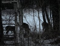 063 Deer-140304_01.jpg