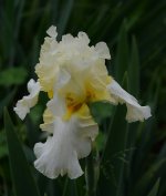 Iris.jpg
