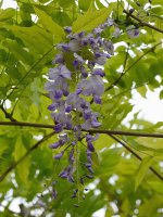 Wisteria2.jpg
