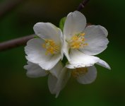 WhiteFlower.jpg