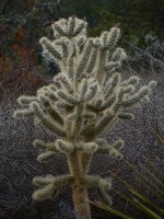 Cactus.jpg