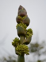 Yucca.jpg