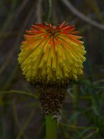 Yucca2.jpg