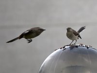 Mockingbird4.jpg