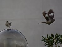 Mockingbird5.jpg