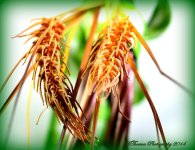 Wheat.jpg
