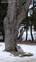 064 Wood Woodpecker-140305_01.jpg