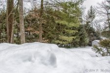DSC_7750-Edit.jpg