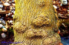 Gnarly Tree.jpg