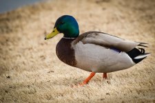 Day64-5.jpg