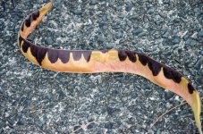 NZ snake.jpg