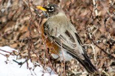 DSC_7772.jpg