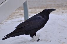 NIK_5993.jpg