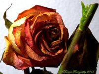 Rose with new bud.jpg