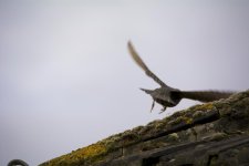 DSC_5224.jpg