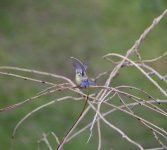 DSC_5232.jpg