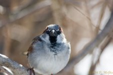 DSC_7798.jpg