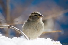 DSC_7800.jpg