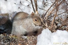 DSC_7806.jpg