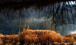 Cat Tails on Pond.jpg