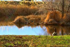 Goose relaxing on pond.jpg