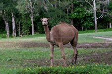 DSC_4972.jpg