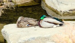 DSC_0312.jpg