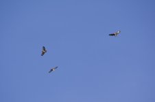 DSC_5532.jpg