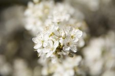DSC_5452.jpg