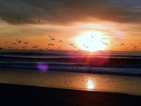 gulls at sunrise.jpg