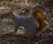 Squirrel2.jpg