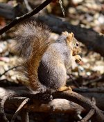 Squirrel3.jpg
