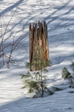 DSC_7827-Edit.jpg