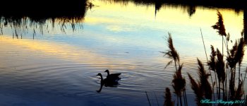 Geese at Sunset.jpg