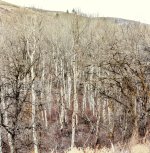 710_1196 Stitch.jpg