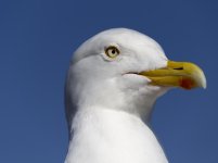 DSC_3968.jpg