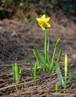 2014-03-09 Daffodils -for Upload.jpg