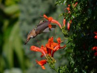 Hummer.jpg