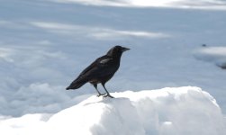 068 Crow-140309_01.jpg