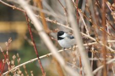 068 Chickadee-140314_01.jpg