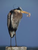 Brown Heron 1000.jpg