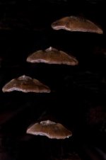 Nikonites-68-4-b_edited-1.jpg