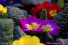 Primroses.jpg