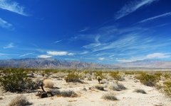 Borrego #4.jpg