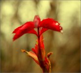 flower2color.jpg