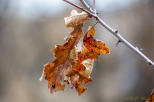 DSC_7856.jpg