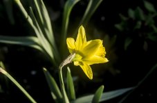daff8.jpg