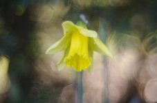 daff9.jpg